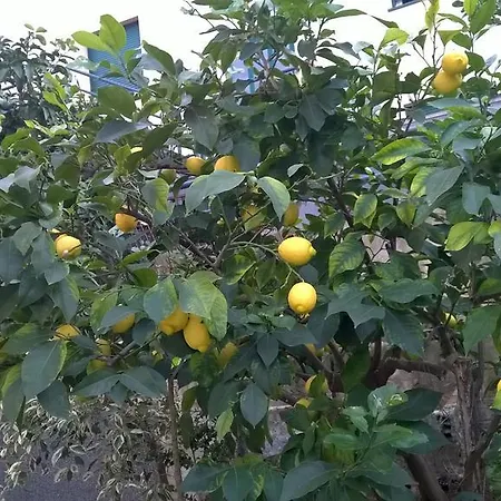 德萨彼得里奇公寓酒店 公寓